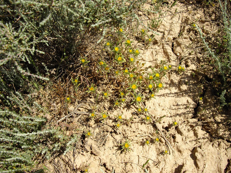 Pallenis spinosa photo